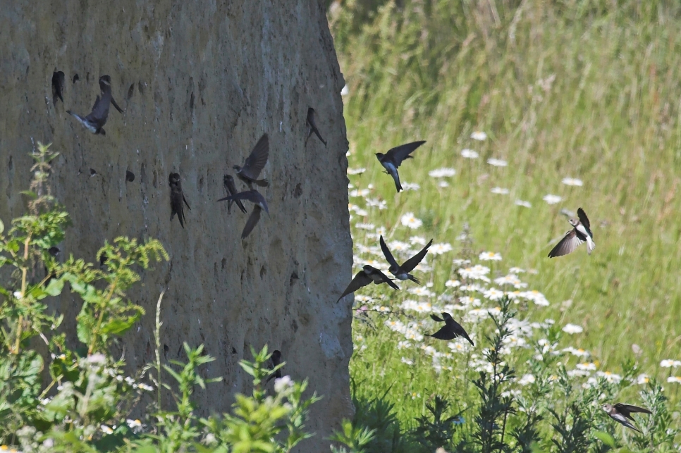 Sand martins using an artificial bank at WWT London (3).jpg